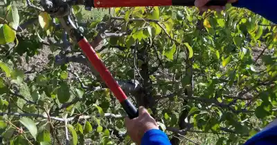 Podadores cobran $30.000 por día en San Rafael pero los productores no pueden pagarles