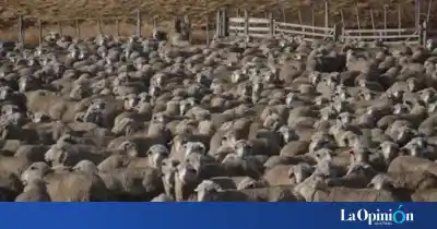 Lluvias por debajo del promedio: el duro panorama que enfrenta la ganadería santacruceña
