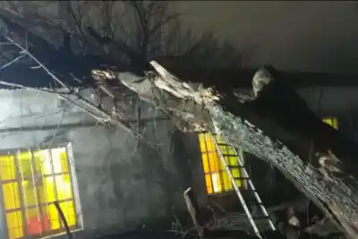 Un árbol gigante se desplomó sobre la Maternidad y el hospital vivió momentos de tensión