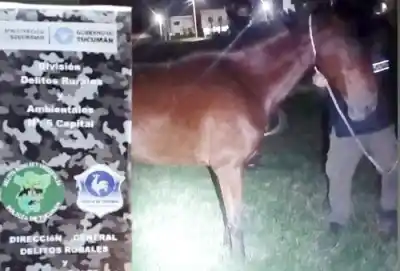 Abandonaron una yegua con una pata fracturada y la Justicia ya investiga