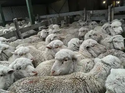 El drama oculto de los productores de Chubut: predadores y guanacos empujan al cierre de campos