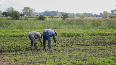 El mapa de las tierras negras: por qué Argentina, Rusia, Kazajstán y China dominan un recurso clave para la alimentación mundial
