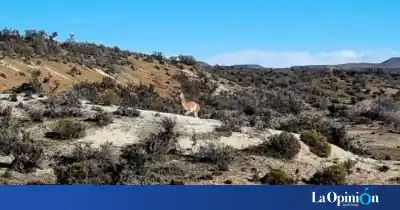 Un guanaco vivía encerrado en una casa de Caleta Olivia y lo liberaron en su hábitat