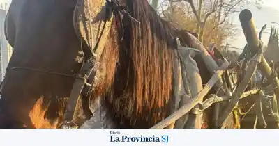 Un hombre fue detenido en Pocito por maltrato animal: el caballo que arrastraba estaba en pésimas condiciones