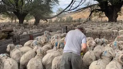Del bisabuelo al nieto: la estirpe ovina que resiste en la estepa patagónica