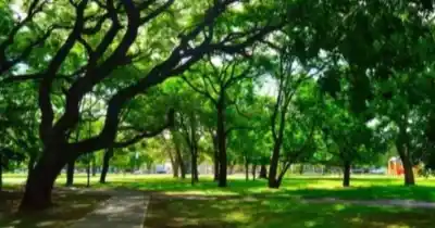 Un eucalipto cayó en el Bosque y destapó una deuda de 20 años