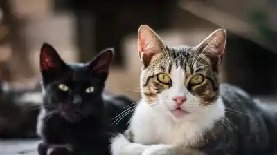 Día del Gato: el error que casi todos cometen y que puede arruinar la salud de tu felino