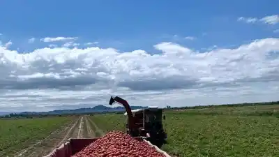 El tomate sanjuanino pierde terreno: la pasta importada gana la batalla y la siembra cae hasta un 25%