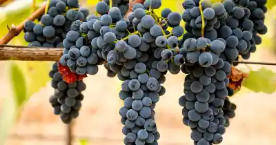 Demoras en los pagos y rechazo a la desregulación: la vitivinicultura mendocina, en alerta