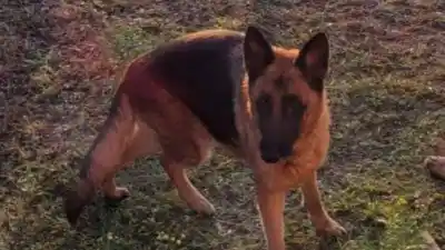 La desesperada búsqueda de “Kiara” en Los Alisos: ¿la viste?