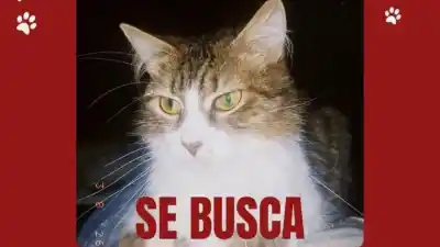Una gata desapareció en Ciudad de Nieva y sus dueños piden ayuda desesperada