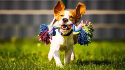 Tu perro te trae un juguete cuando llegás: el gesto que esconde un mensaje que pocos entienden