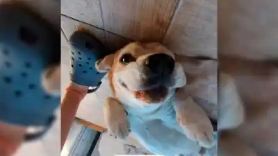 La angustia de una familia: buscan a Rocco, un Beagle ciego que desapareció en La Banda