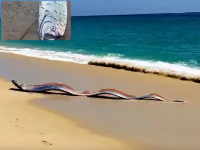Hallazgo en la playa: dos “peces del fin del mundo” aparecen en México y reviven una antigua leyenda