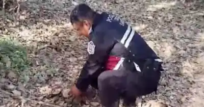 Un hallazgo inesperado en Cerrillos: un quirquincho sorprendió a un vecino y terminó en un operativo policial