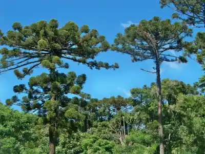 Un encuentro binacional buscará salvar a la araucaria en 2027