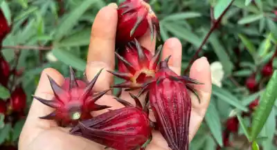 Rosella: la planta que promete revolucionar la producción agrícola en Misiones