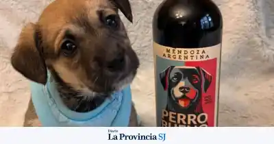 Vino solidario: la fundación sanjuanina que ahora vende Malbec para rescatar perros