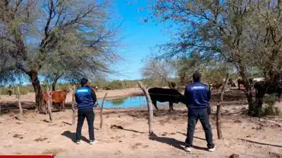 El misterio de las tres vacas que desaparecieron de un campo y aparecieron en Loreto