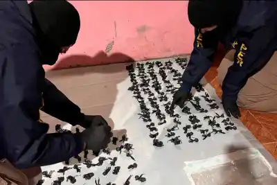 Ocho detenidos y 240 dosis secuestradas: el operativo que golpeó al narcomenudeo en Concordia