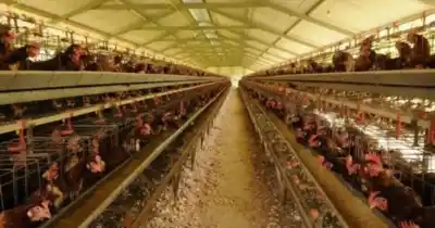 La Justicia ya no espera: ejecutan a Granja Tres Arroyos por una deuda millonaria