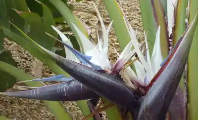 La planta que todos quieren en La Pampa y que pocos logran mantener viva: los secretos para no perderla