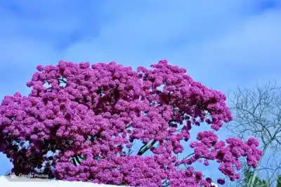 El espectáculo natural que tiñe de rosa a Santiago y nadie puede ignorar