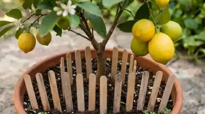 El truco con palitos de helado que está salvando a los limoneros: el secreto que pocos conocen