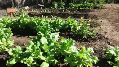 El grito ambiental que llega desde los barrios: la advertencia de los trabajadores sociales