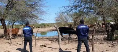 Un productor de 77 años recuperó su hacienda: el operativo que sorprendió a todos
