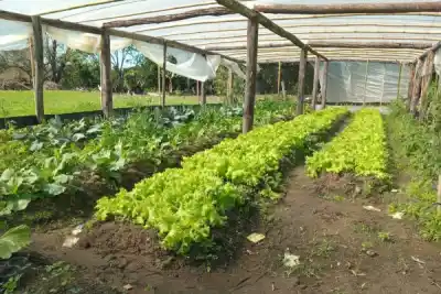 El programa que busca combatir el hambre: así avanza Jakaru Porá 2.0 en el interior correntino