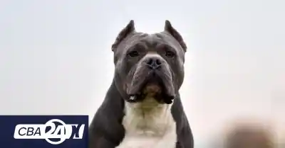 Tragedia en barrio Suárez: un nene de 3 años murió tras el ataque de un pitbull