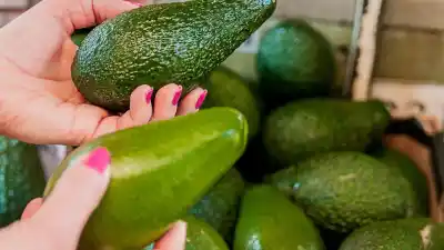 Una palta nacida en Jujuy conquistó Buenos Aires y ahora buscan multiplicar su producción