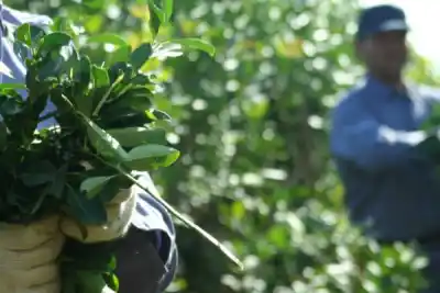 Una cooperativa misionera desembarca en Corrientes: qué productos trae y por qué promete conquistar el paladar local