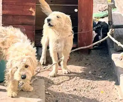 Denuncia por maltrato animal: rescatan a dos perros atados con alambre en San Luis