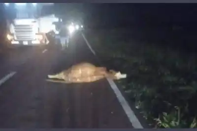 Impactó contra un animal en la ruta y el vacuno quedó tirado en el asfalto