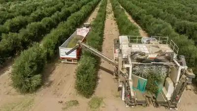 El aceite de oliva sanjuanino en la cuerda floja: importaciones, precios y una nueva amenaza