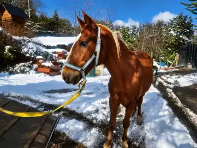 Un caballo suelto en plena ciudad: el operativo que terminó en resguardo municipal