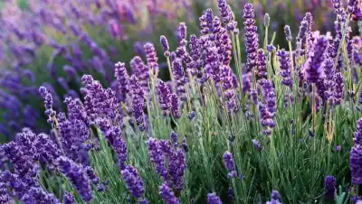 El truco definitivo para que tu lavanda explote de flores esta primavera