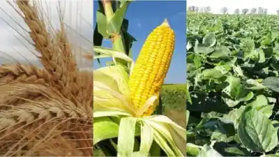 El mapa agrícola de Entre Ríos cambió para siempre: el dato que explica la nueva era del campo