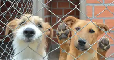 La 'Ley Lola' llega a Diputados: ¿qué penas enfrentarán los que maltraten animales?