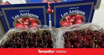 La cereza patagónica que hará historia: el secreto detrás de su primer viaje al mundo