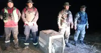 Un yacaré de 1,60 metros apareció en una represa salteña y desató un operativo de película