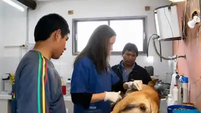 Castraciones gratuitas: el quirófano móvil de Zoonosis ya tiene nuevo cronograma