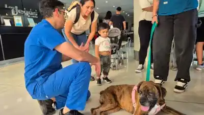 Adopción en Salta: 50 perros buscan un hogar y este martes hay una oportunidad única