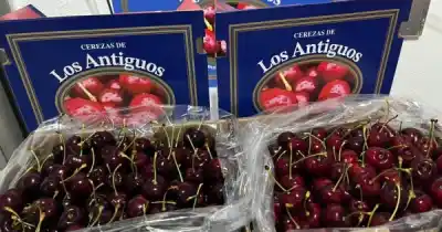 La cereza de Los Antiguos busca su lugar en la historia: primera fruta argentina con sello de origen