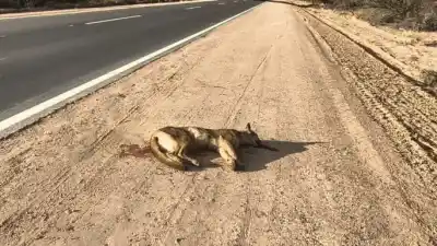 Puma atropellado en Ñacuñán: el peligro oculto en las rutas mendocinas