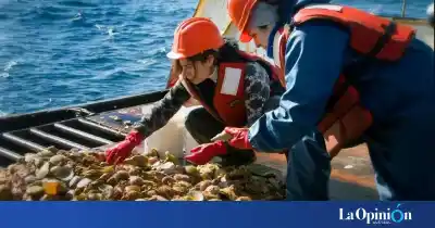 La pesca de la vieira patagónica tendrá nuevas zonas permitidas desde 2027