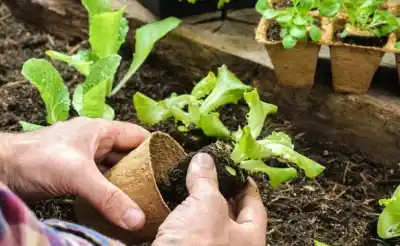 Jujuy: el taller gratuito que enseña a armar tu propia huerta en casa