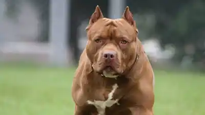 Tragedia en Río Cuarto: un nene de 3 años murió tras el ataque de un pitbull y piden penas ejemplares
